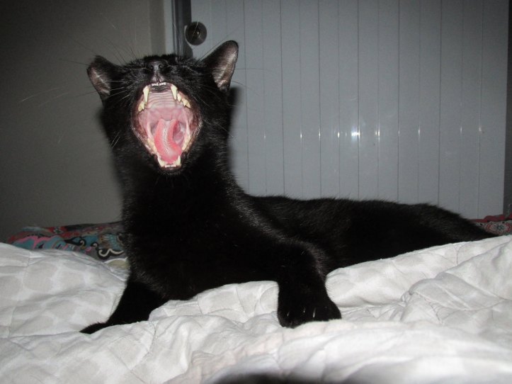 14425293_10100365818718210_7455838315870175316_o