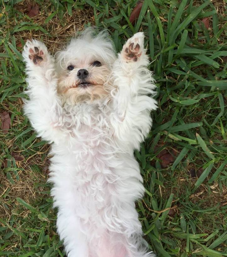 19059649_301768526950536_4553582167123648118_n