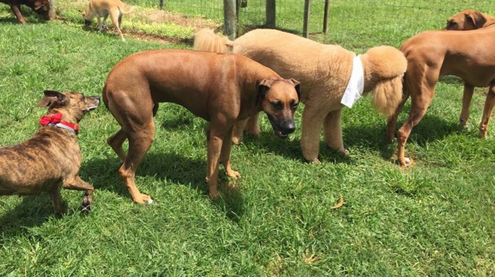 19553877_312190202575035_828355446540567359_n