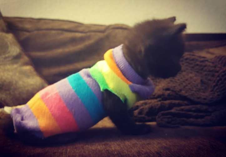 33594529_390136734818589_6818659254149316608_o